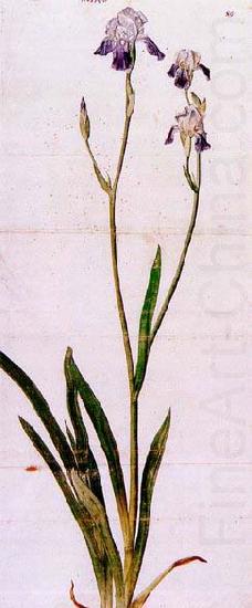 Iris, Albrecht Durer